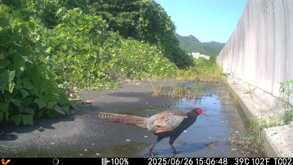 赤外線カメラで撮影されたニホンキジ
