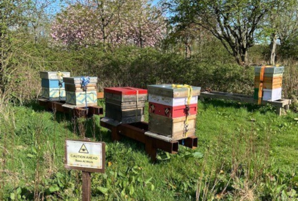 レイザム事業所に設置されている養蜂箱