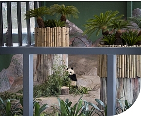 panda house