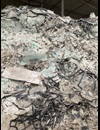 glas1