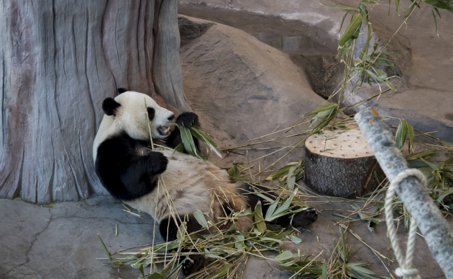 Panda in the Ahtari zoo